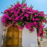 La Casa De Las Bugambilias: La Casa Es De Todos